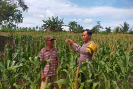 Bhabinkamtibmas Polsek Seginim Lakukan Pemantauan Kebun Jagung untuk Mendukung Ketahanan Pangan di Bengkulu Selatan
