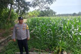 Polsek Kota Manna Lakukan Pemantauan Kebun Jagung dalam Mendukung Program Ketahanan Pangan