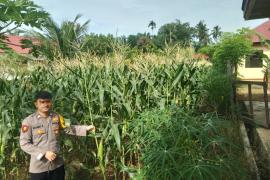 Polsek Manna Pantau Kebun Jagung untuk Mendukung Ketahanan Pangan Nasional