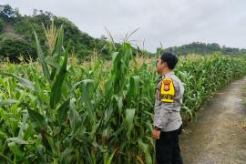 Polsek Pino Dukung Ketahanan Pangan Lewat Pemantauan Penanaman Jagung di Bengkulu Selatanv