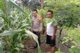 Polres Mukomuko dan Jajaran Polsek Lakukan Pengecekan Lahan Ketahanan Pangan