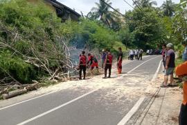 Polresta Bengkulu Evakuasi Pohon Tumbang, Arus Lalu Lintas Kembali Lancar