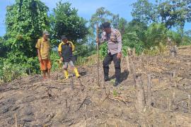 Polsek Kedurang Ilir Tanam Jagung di Lahan 1 Hektar untuk Tingkatkan Ketahanan Pangan