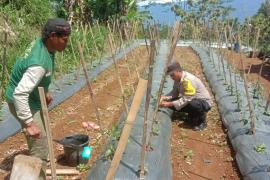 Bhabinkamtibmas Monitoring Tanaman Pangan di Desa Mangkurajo