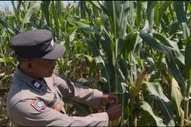 Polres Seluma Pantau Perkembangan Tanaman Jagung, Dukung Program Ketahanan Pangan