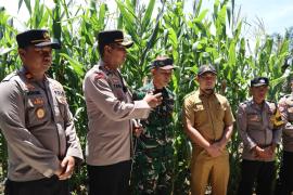 Polres Mukomuko Pantau Pertumbuhan Jagung, Dukung Ketahanan Pangan Nasional