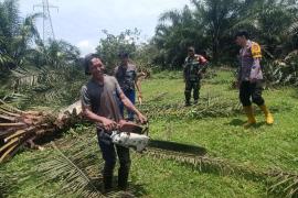 Polres Bengkulu Selatan Lakukan Pendampingan Pemangkasan Pohon di Jalur SUTET
