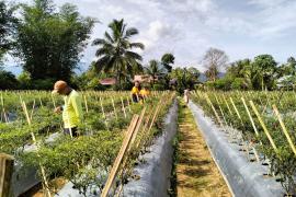 Bhabinkamtibmas Polsek Lebong Utara Ajak Warga Manfaatkan Lahan Kosong Ditanami Tanaman Bergizi