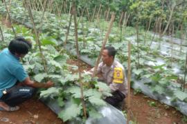 Bhabinkamtibmas Polsek Lebong Selatan Cek Tanaman Sayuran di Desa Mangkurajo