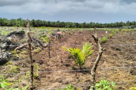 Polsek Sukaraja Lakukan Monitoring Penanaman Jagung di Lahan Ketahanan Pangan