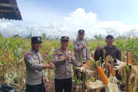 Dukung Ketahanan Pangan, Polsek Kepahiang Lakukan Pengecekan Lahan di Desa Cirebon Baru