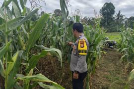 Polsek Pino Pantau Penanaman Serentak di Lahan Ketahanan Pangan