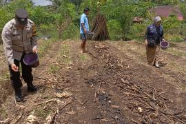 Bhabinkamtibmas Polsek Ujanmas Pantau Lahan Ketahanan Pangan, Dukung Program SADE SAHEBhabinkamtibmas Polsek Ujanmas Pantau Lahan Ketahanan Pangan, Dukung Program SADE SAHE