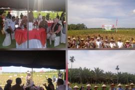 Panen Raya Jagung Serentak Tahap 1 di Wilayah Polsek Teluk Segara Berlangsung Lancar