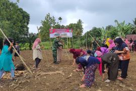 Sasaran Non Fisik TMMD ke-126 Kodim 0423/BU Tanam Jagung, Wujudkan Program Unggulan Kasad Ketahanan Pangan
