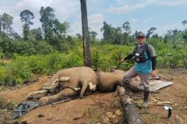 Kapolda Bengkulu Perintahkan Jajarannya Selidiki Penyebab Kematian Dua Gajah 