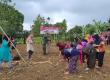 Sasaran Non Fisik TMMD ke-126 Kodim 0423/BU Tanam Jagung, Wujudkan Program Unggulan Kasad Ketahanan Pangan