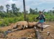 Kapolda Bengkulu Perintahkan Jajarannya Selidiki Penyebab Kematian Dua Gajah 